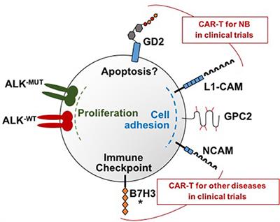 CAR T Cell Therapy for Neuroblastoma